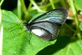 ITHOMIIDAE, Hyaliris praxilla (or avinoffi)